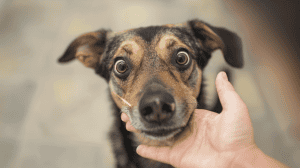 dog with wide eyes after and a human hand cradling his snout 